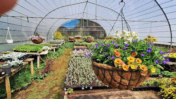 Heritage Plants Underberg