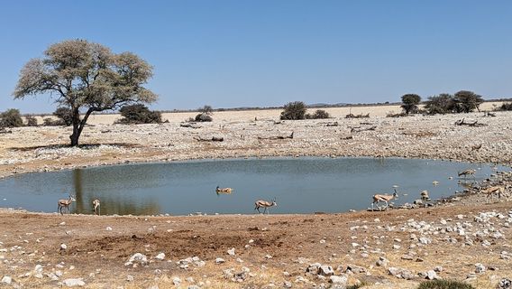 Okaukuejo Wasserloch