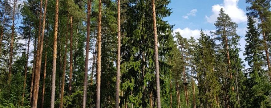 Norway Park Орех