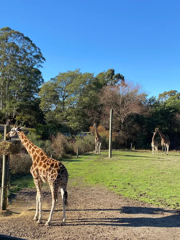 4_Orana Wildlife Park