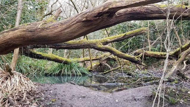 Moseley Bog
