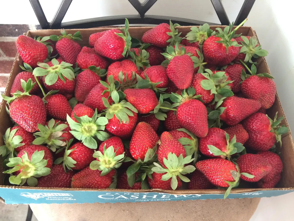 Phillips Farms of Cary