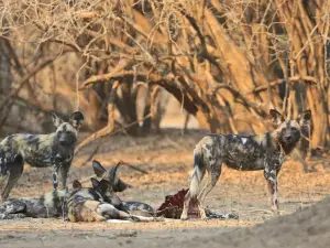 Camping Sites at Mana Pools National Park