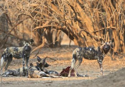 Camping Sites at Mana Pools National Park