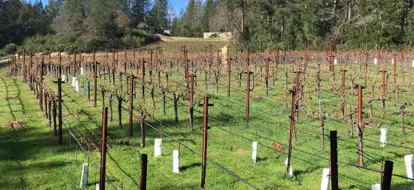 Hotels in Angwin