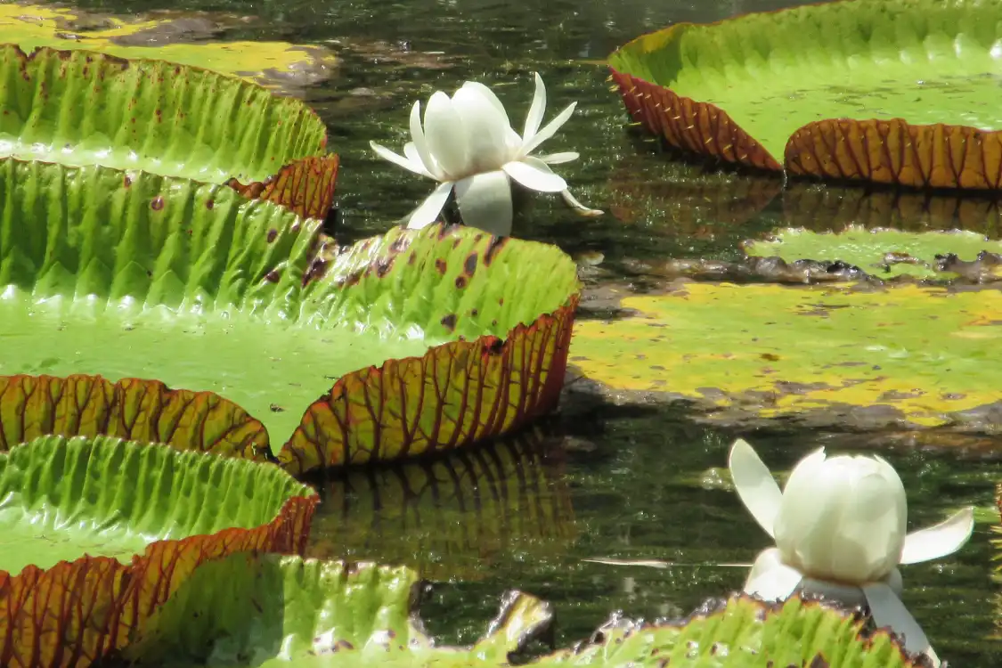 Hôtels à proximité de : Jardin Botanique de Curepipe