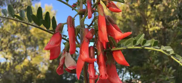 L'Ampolla