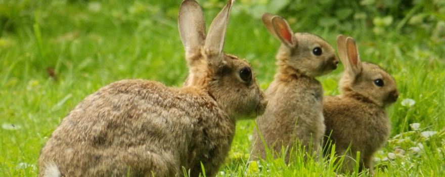 RSPB Tudeley Woods