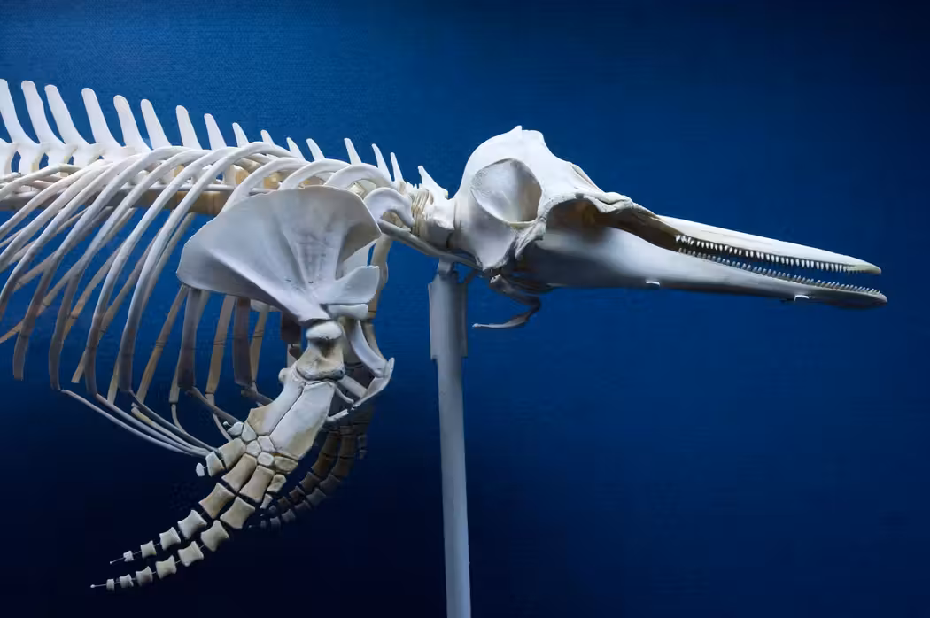 Milan to Comiso Flights