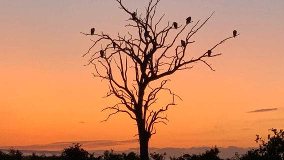 South African National Parks