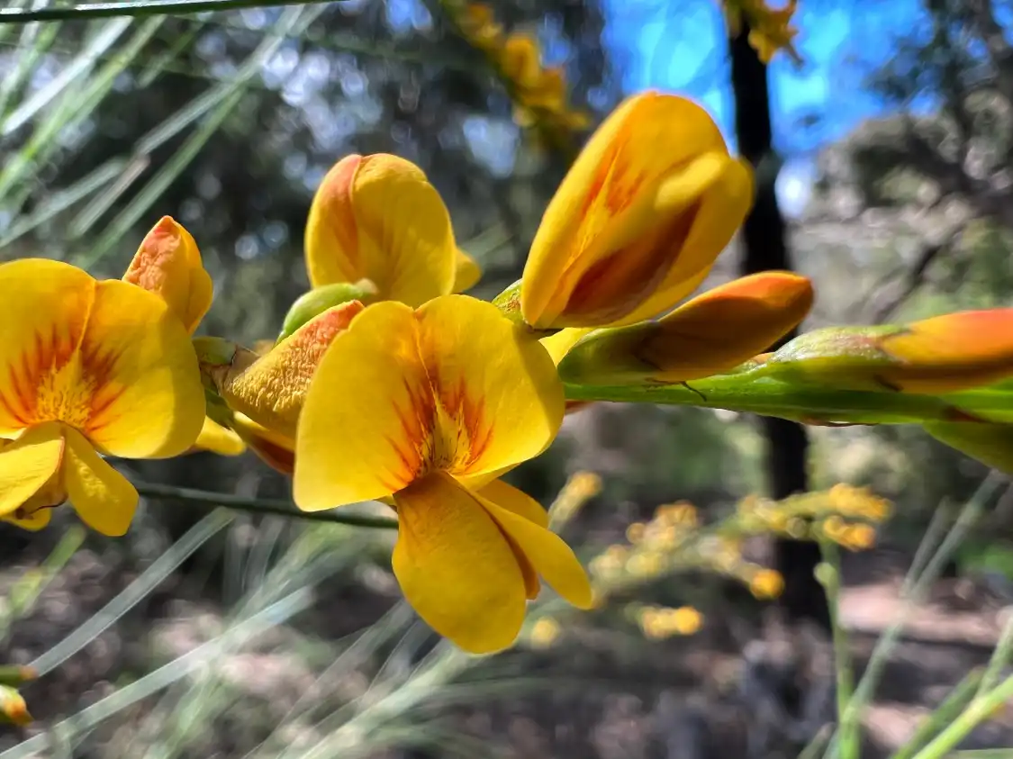 Hotels near Long Hollow Heathland