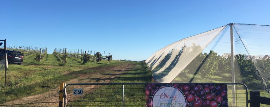 Limekilns Cherry Farm