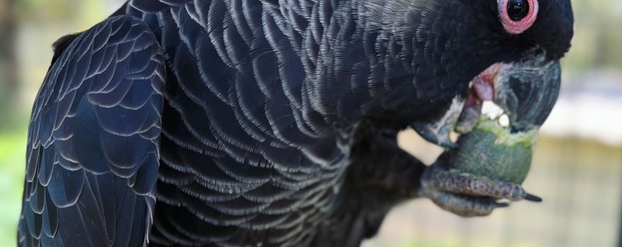 Kaarakin Black Cockatoo Conservation Centre