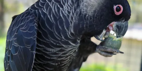 Kaarakin Black Cockatoo Conservation Centre