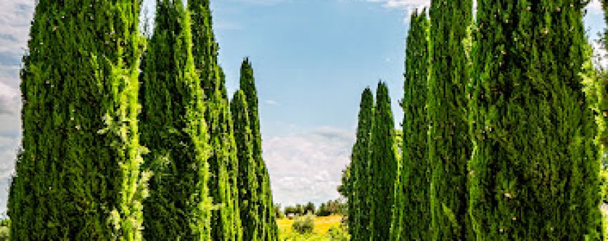 Olivi Le Buche Winery