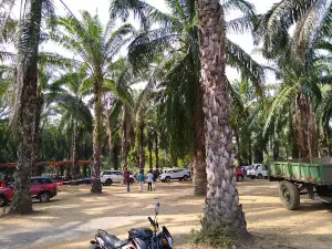 Pamuleru Picnic Point