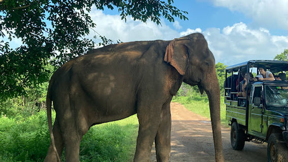 Udawalawe Jeep Safari Services with Nuwan