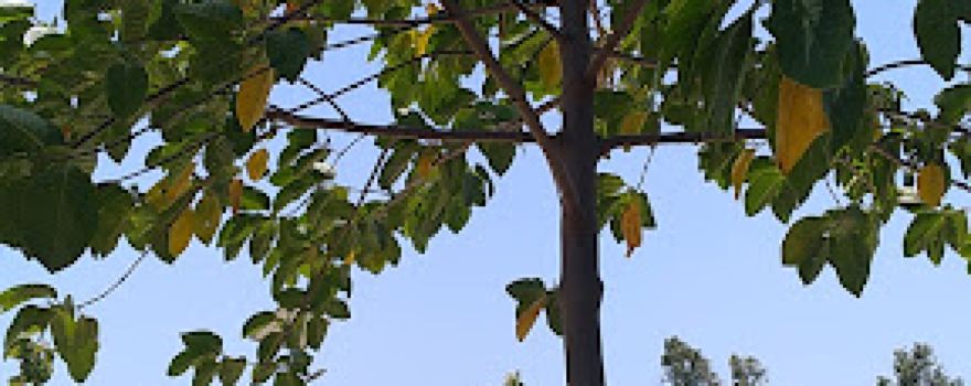 Dr.Ambedker park
