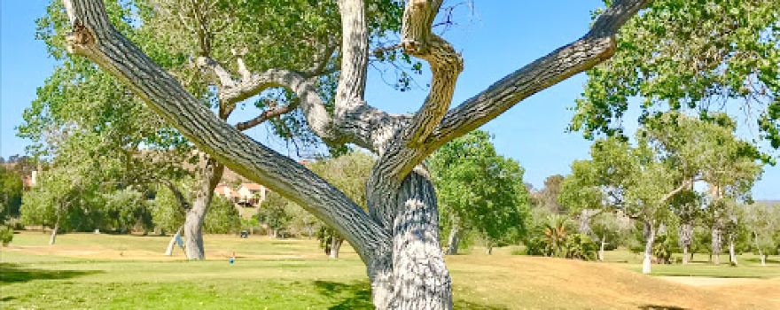 Cottonwood Golf Club - Ivanhoe