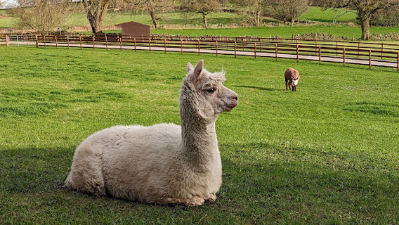 Barn Farm