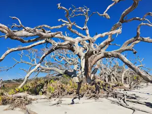 Sapelo Island Wildlife Management Area