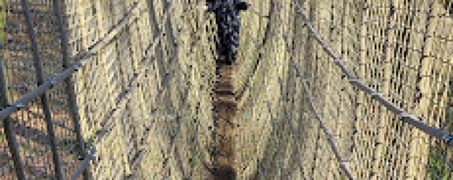 Bear Rope Bridge