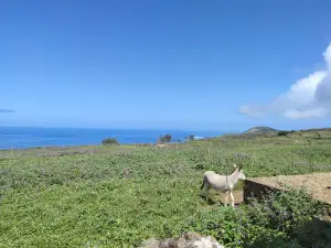 Associação de Criadores do Burro Anão da Ilha da Graciosa
