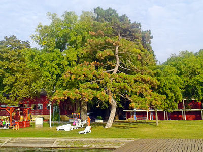 Men’s Lido