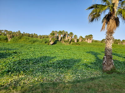 Estero San José