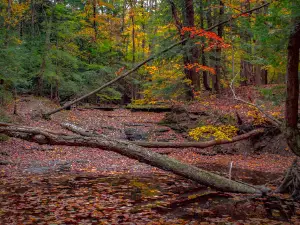 Larkin Woods/Franklin Gulf County Park Trailhead