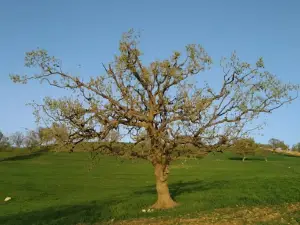 Rocky Park