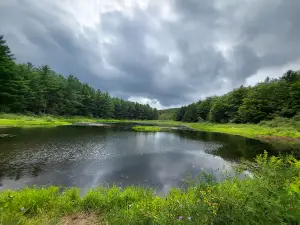 Stoney Pond State Forest