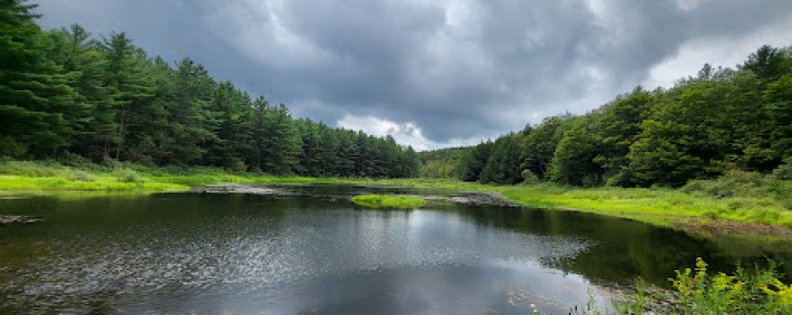 Stoney Pond State Forest