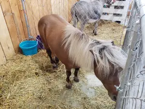 Clearwater county fair