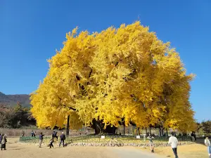 Ginkgo Tree in Bangye-ri