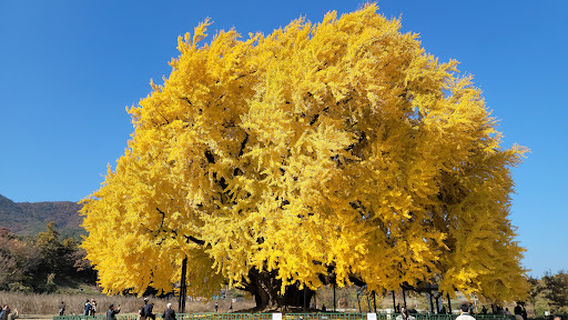 Ginkgo Tree in Bangye-ri