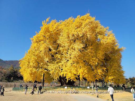 Ginkgo Tree in Bangye-ri