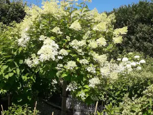 Pflanzenhof Göpfert