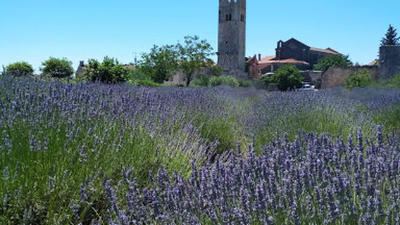 Sveti Lovrec
