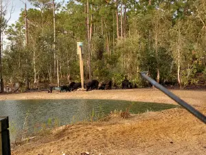 Alligator Alley Outfitters