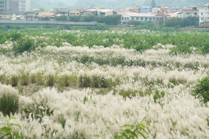 地景橋甜根子花
