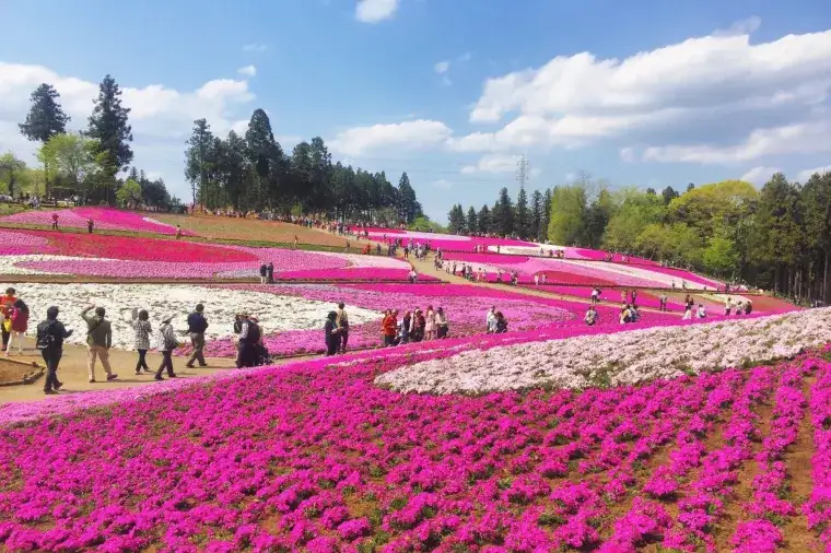 東京近郊景點 — 羊山公園芝櫻