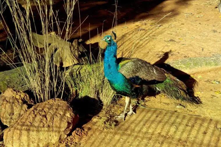 フェザーデール・ワイルドライフ・パーク