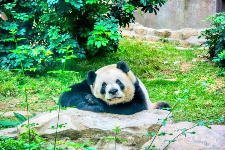 澳門大熊猫館