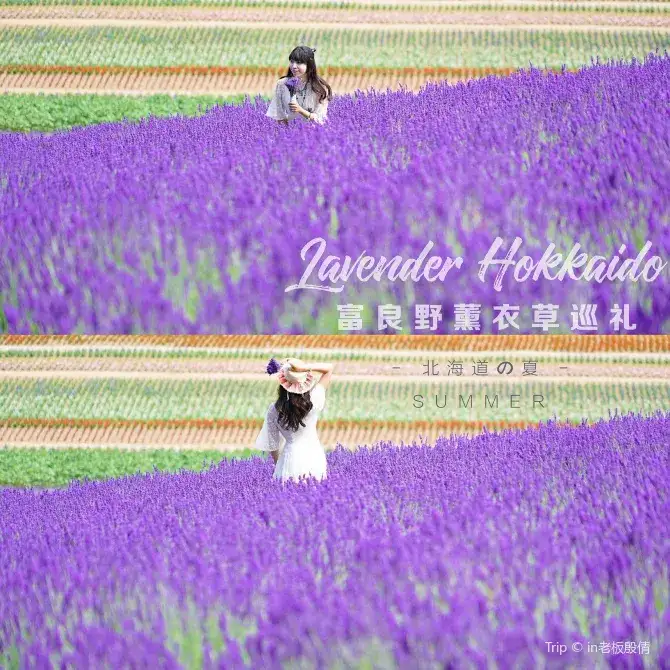 富田農場拍攝薰衣草好去處