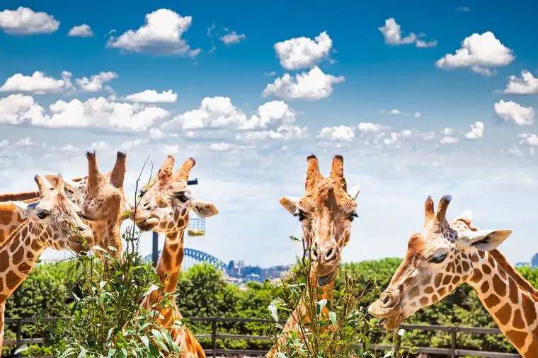 タロンガ動物園