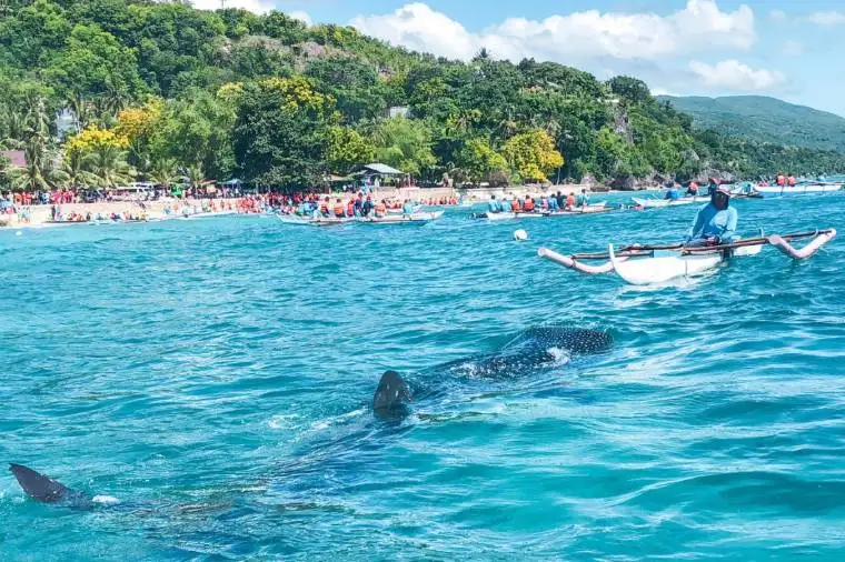 ジンベイザメウォッチング