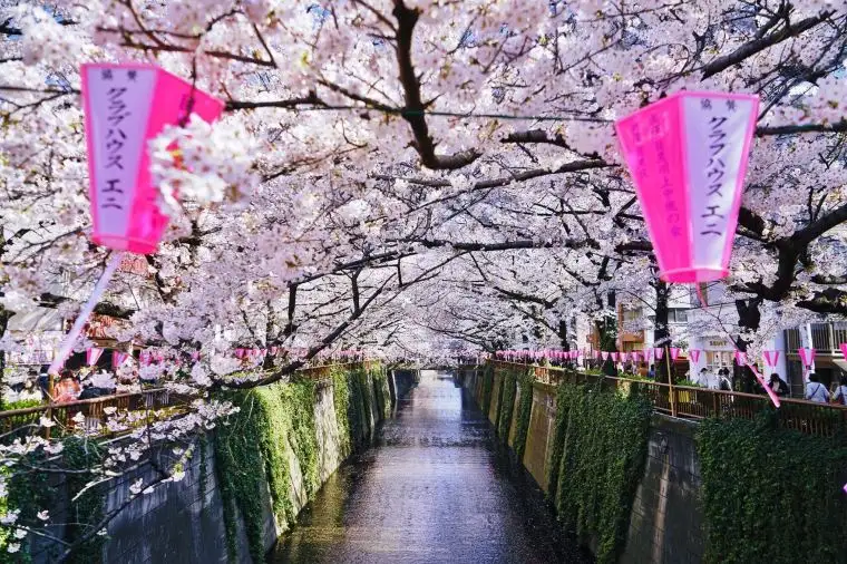 日本賞櫻地點 — 目黑川