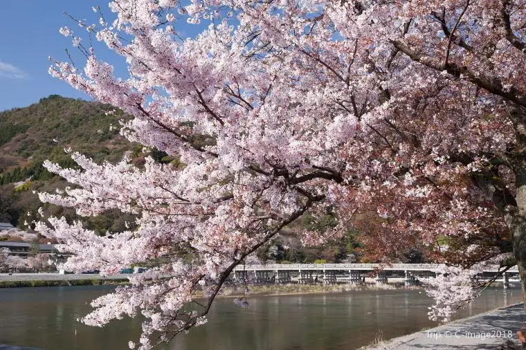日本賞櫻花好去處 — 渡月橋
