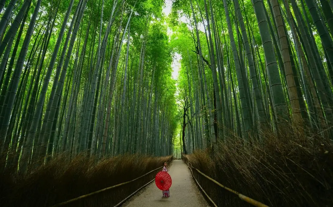 Kyoto Japan restaurant 